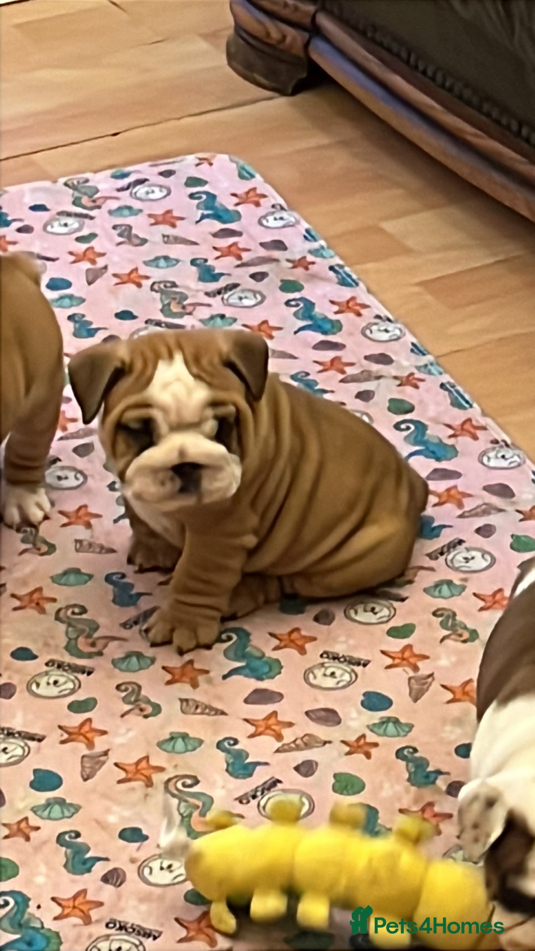 English Bulldog dogs for sale: English bulldogs - Advert 25
