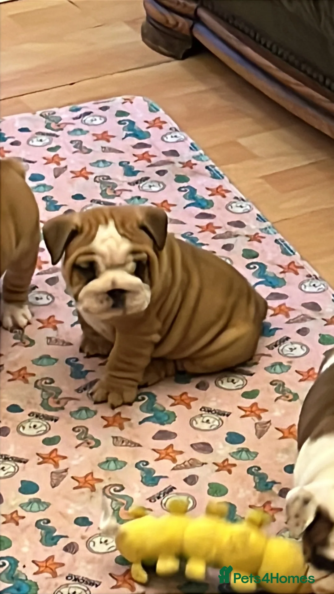 English Bulldog dogs for sale: English bulldogs - Advert 15