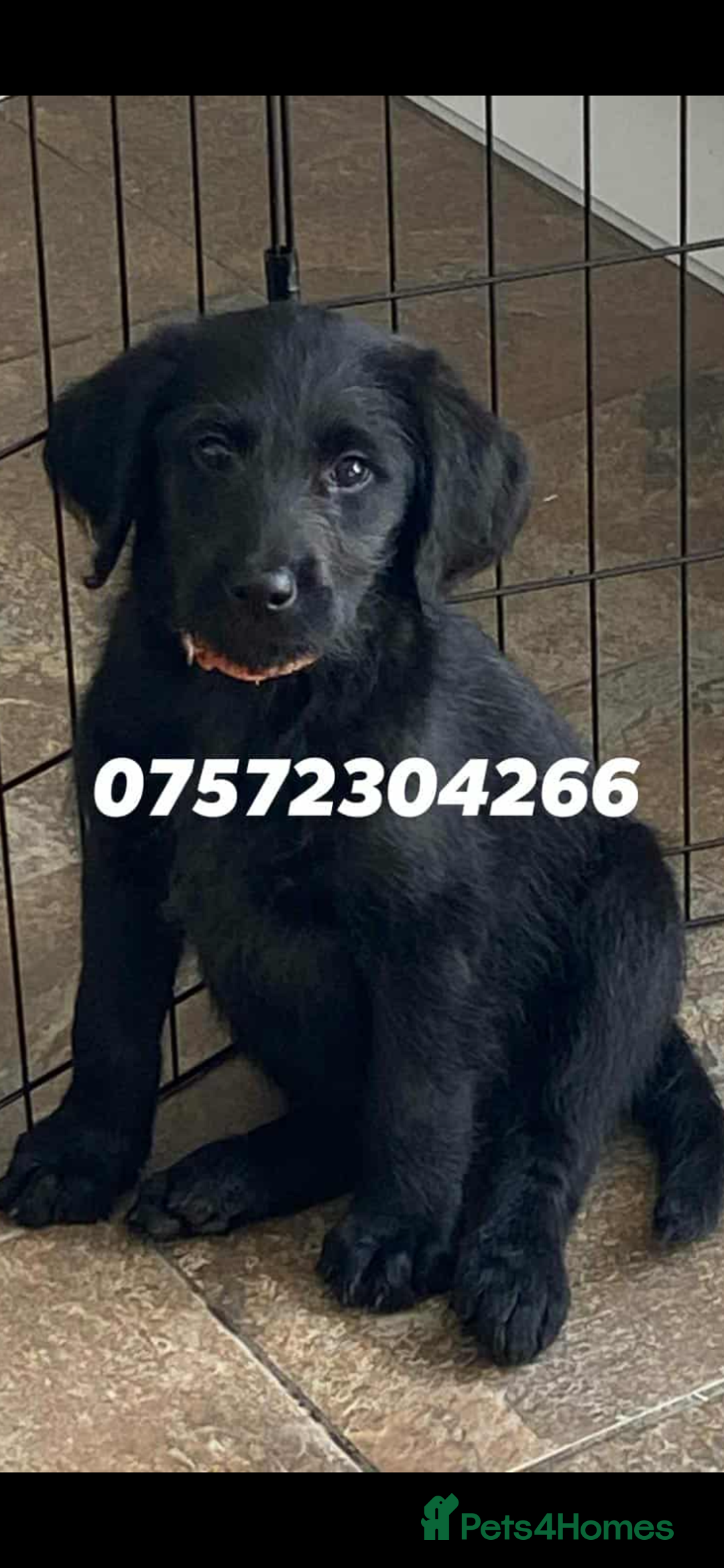 Labradoodle dogs for sale: F1 labradoodles  - Image 31