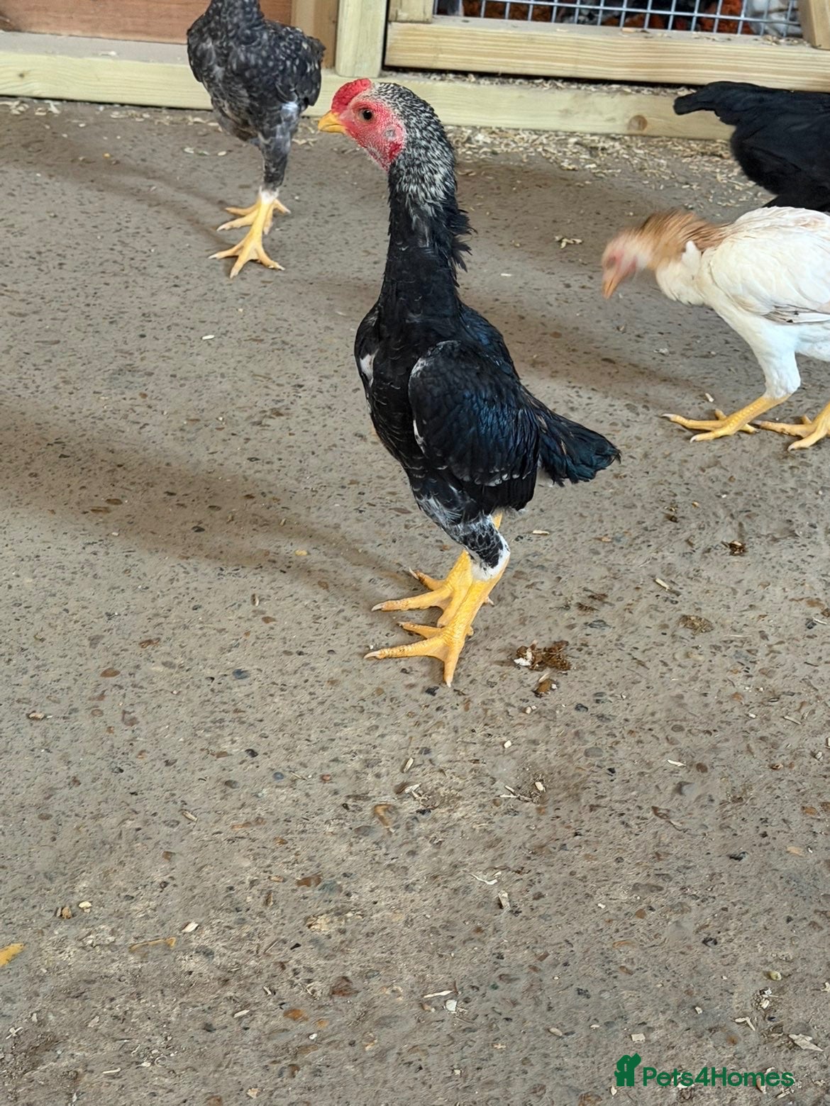 Chickens poultry KO shamos  - Advert 1