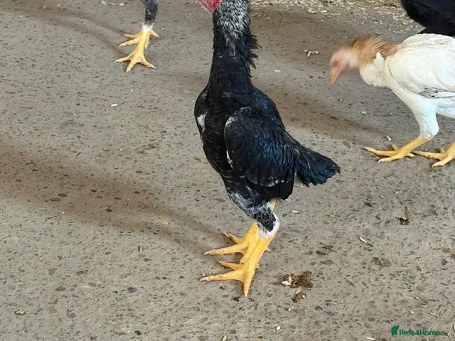 Chickens poultry for sale: KO shamos - Advert 1