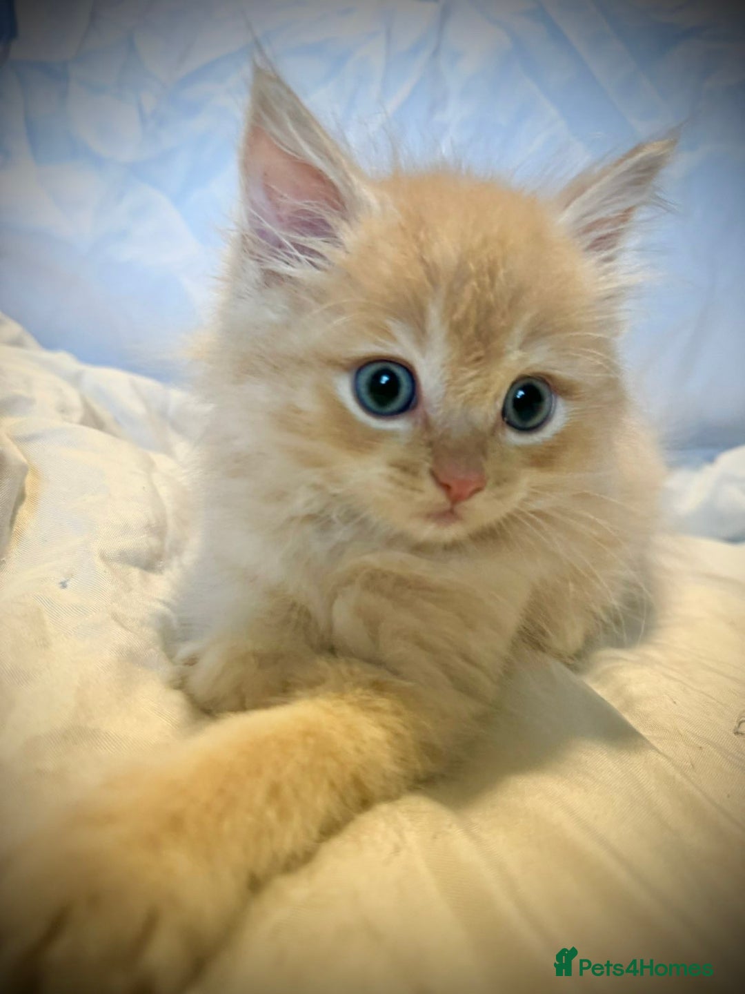 Ragdoll cats for sale: Ragdolls  - Image 9