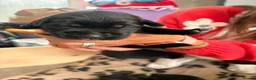Mixed Breed dogs for sale: Urgent- Ready next week - Lab Puppies - Advert 27