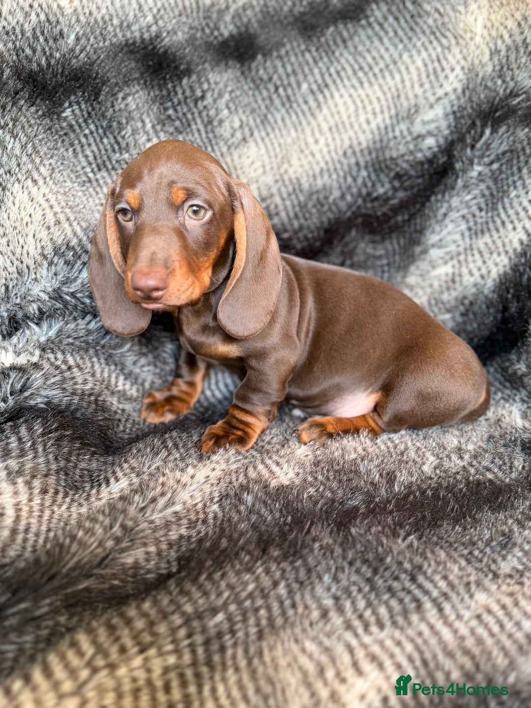 Miniature Dachshund dogs for sale: KC Registered Miniature Shorthaired Dachshund - Advert 20