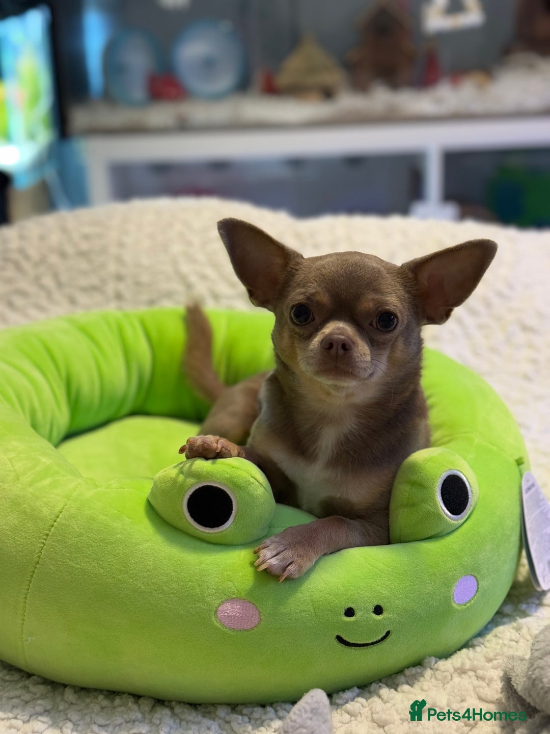 Chihuahua dogs for stud: KC registered male chihuahua for stud - Advert 3