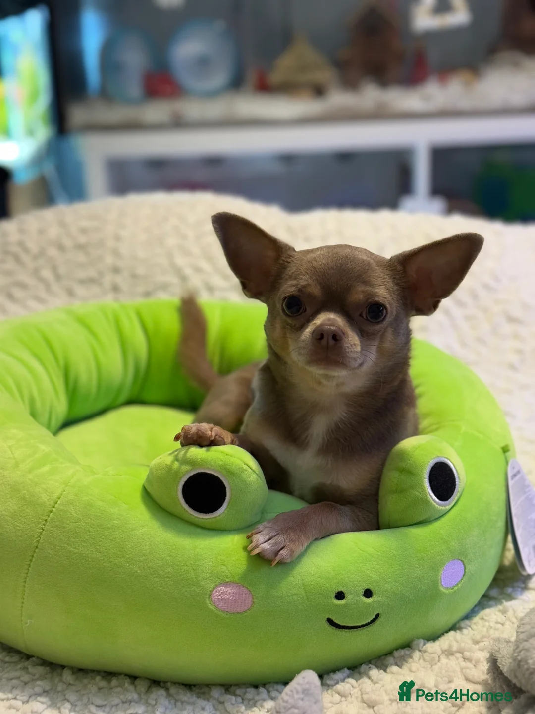 Chihuahua dogs for stud: KC registered male chihuahua for stud - Advert 3