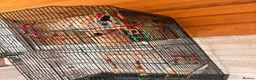 Lovebirds birds for sale: * Male & Female Lovebirds + Full Setup in Bradford - Advert 5