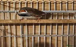 Finches birds for sale: Greenfinch, Bengalese Finches & Zebra Finches - Image 10