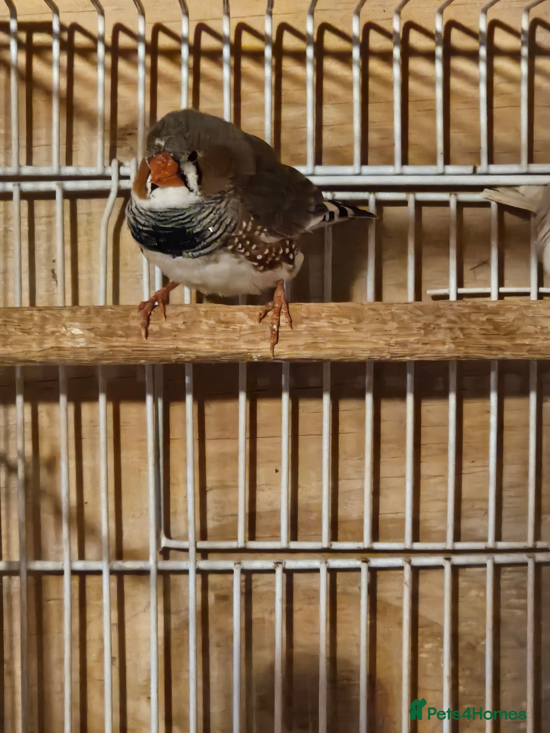 Finches birds for sale: Greenfinch, Bengalese Finches & Zebra Finches - Image 10