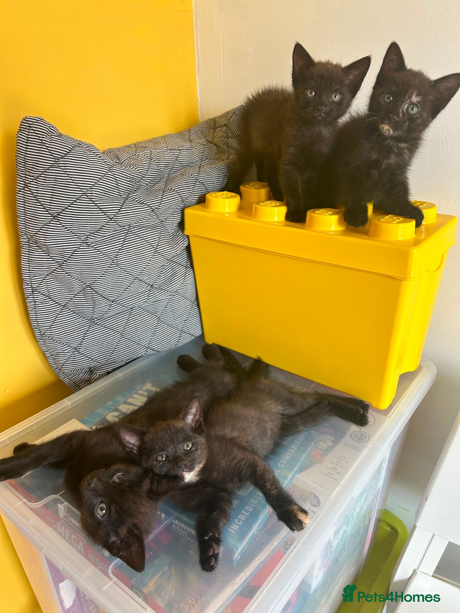 Mixed Breed cats Kittens (Ginger Bengal Dad & Bombay Mum) - Advert 2