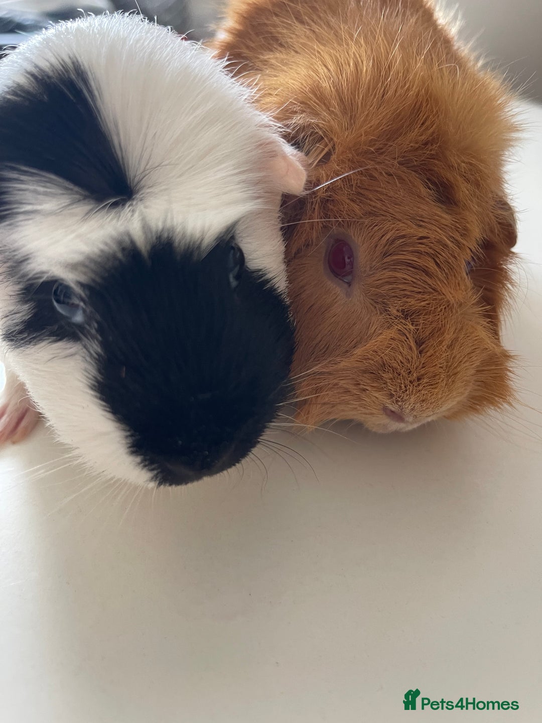 Guinea Pig rodents for sale: Lovely guinea pigs  - Image 4