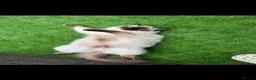 Ragdoll cats for sale: Gccf ragdoll female  - Advert 4