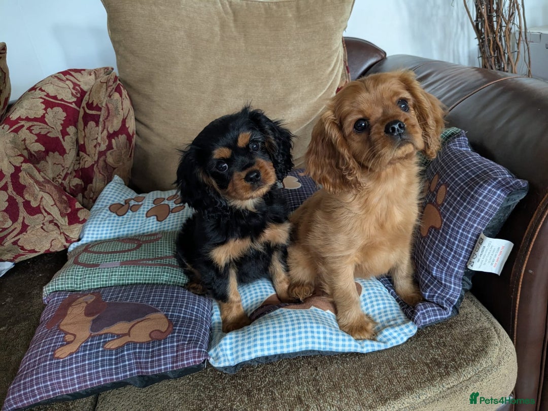 Cavalier King Charles Spaniel dogs for sale: Stunning pups- ready now - Advert 2
