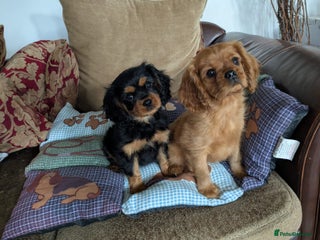 Cavalier King Charles Spaniel dogs Stunning pups- ready now - Advert 1
