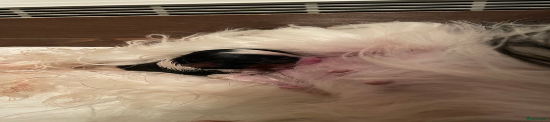 Biewer Terrier Puppy 1