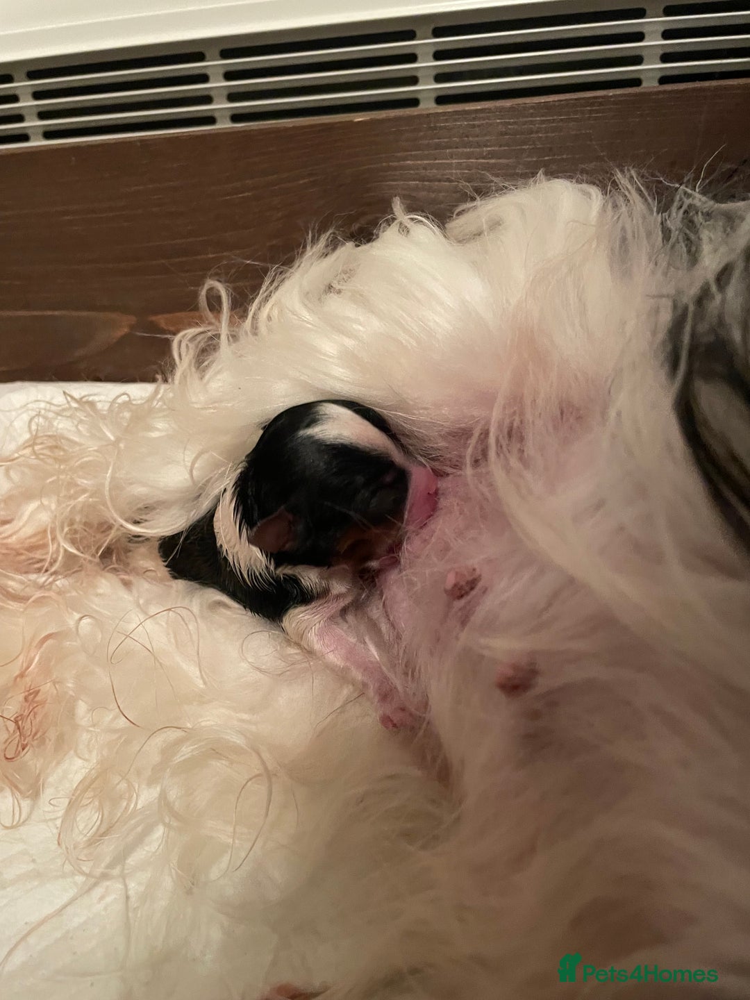 Biewer Terrier dogs for sale: Biewer Terrier Puppies - Advert 3