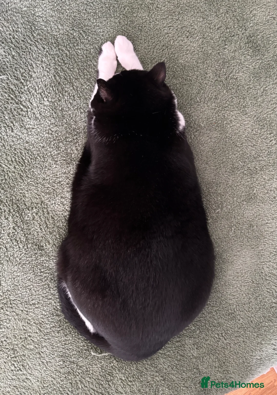 Mixed Breed cats for sale: Canela - Advert 2