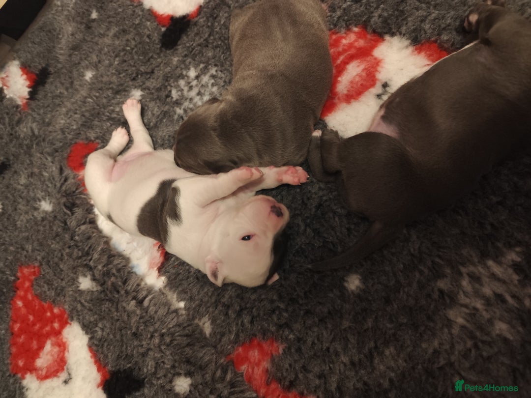 Staffordshire Bull Terrier dogs for sale: Staffordshire bull terrier puppies  - Advert 12