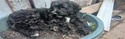 Mixed Breed dogs for sale: Last 3 gorgeous Cockapoo x Ready for new homes - Advert 23