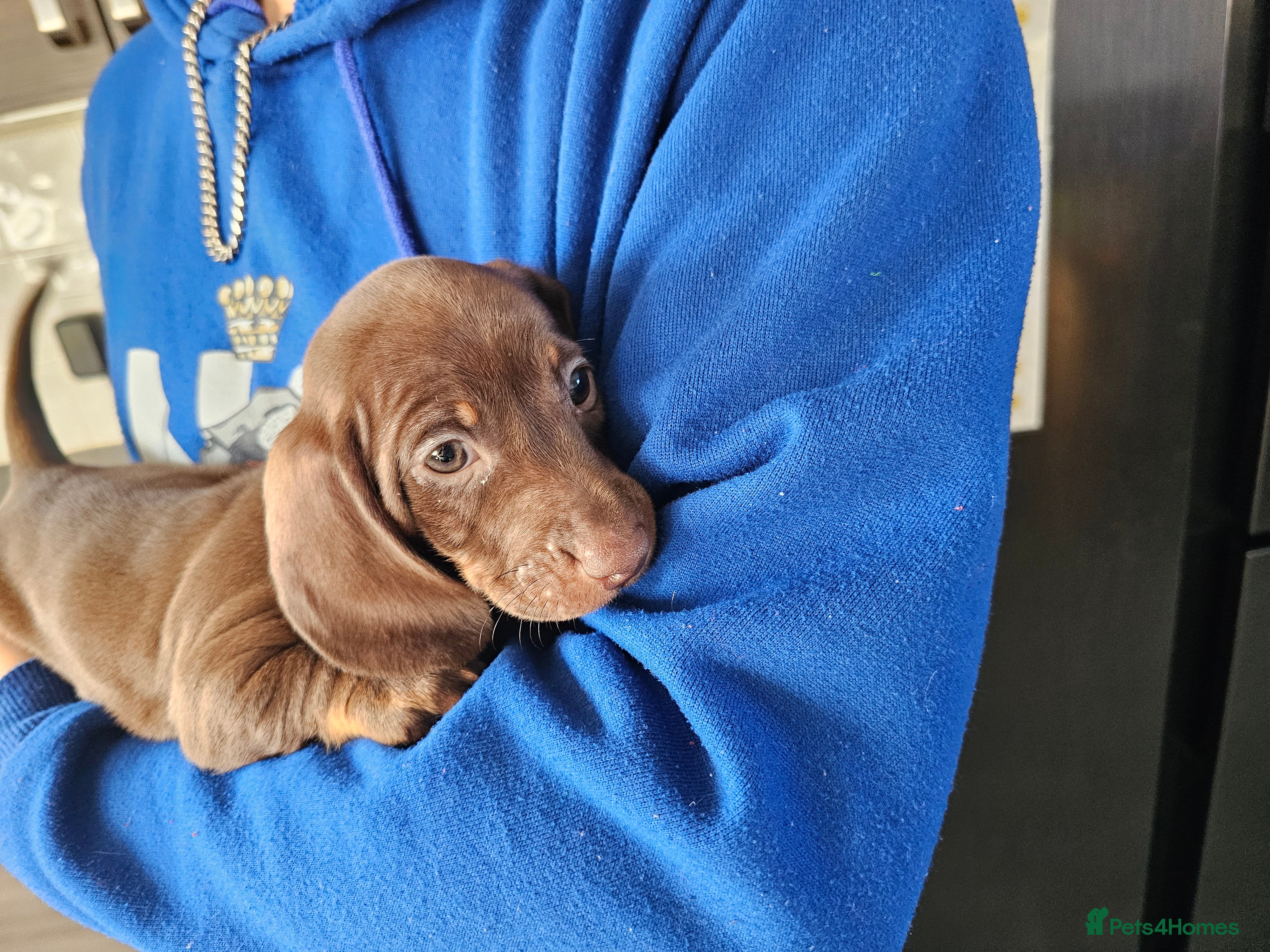 Dachshund dogs One female available  - Advert 21