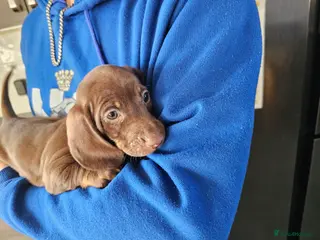 Dachshund dogs One female available - Advert 21