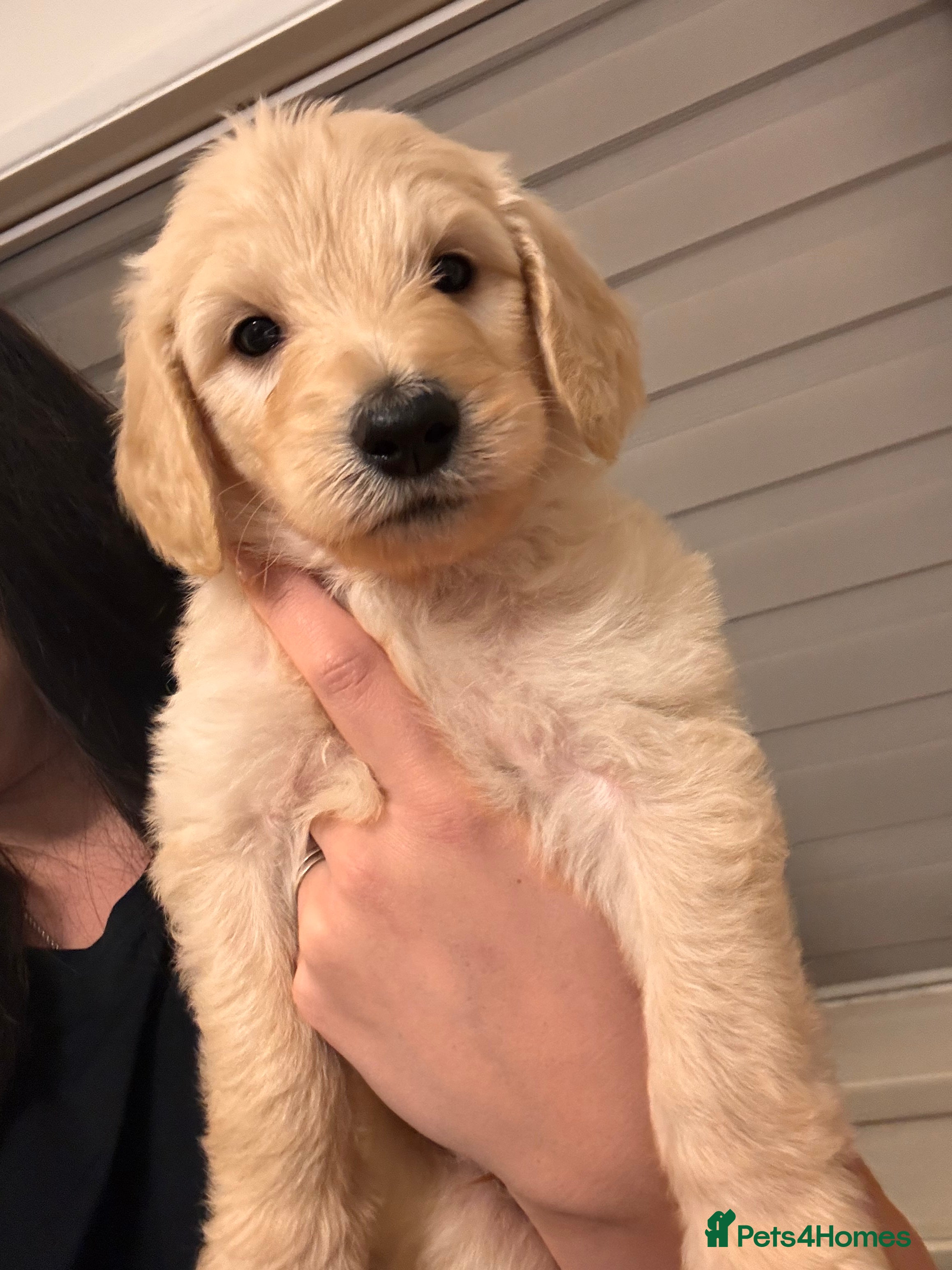 Goldendoodle dogs Beautiful F1b standard Goldendoodle puppies - Advert 4