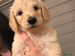 Goldendoodle dogs Beautiful F1b standard Goldendoodle puppies - Advert 4