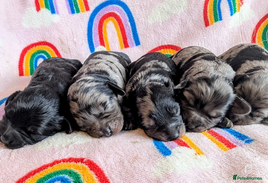 Cavapoo dogs for sale: DNA health tested Merle Cavapoos - Advert 17