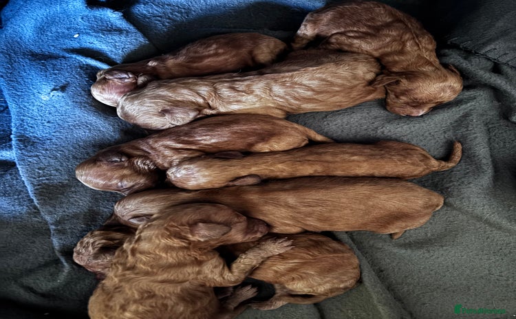 Cockapoo dogs - Advert 2