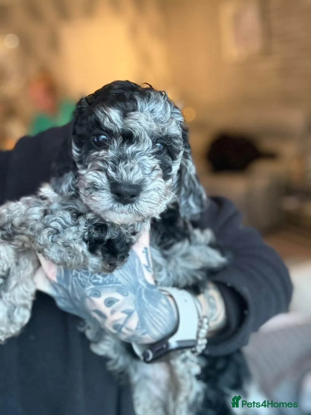 Cockapoo dogs for sale: Ready to go Stunning F1b Merle cockapoos  - Advert 5