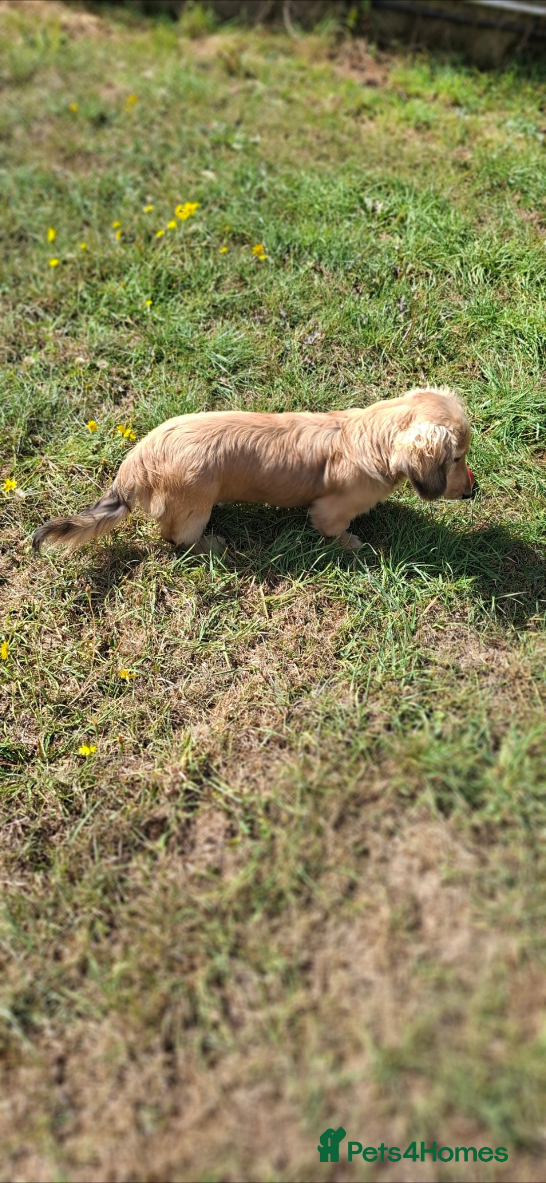 Miniature Dachshund dogs for sale: Long haired Shaded Cream Boy  in Banwell - Image 5