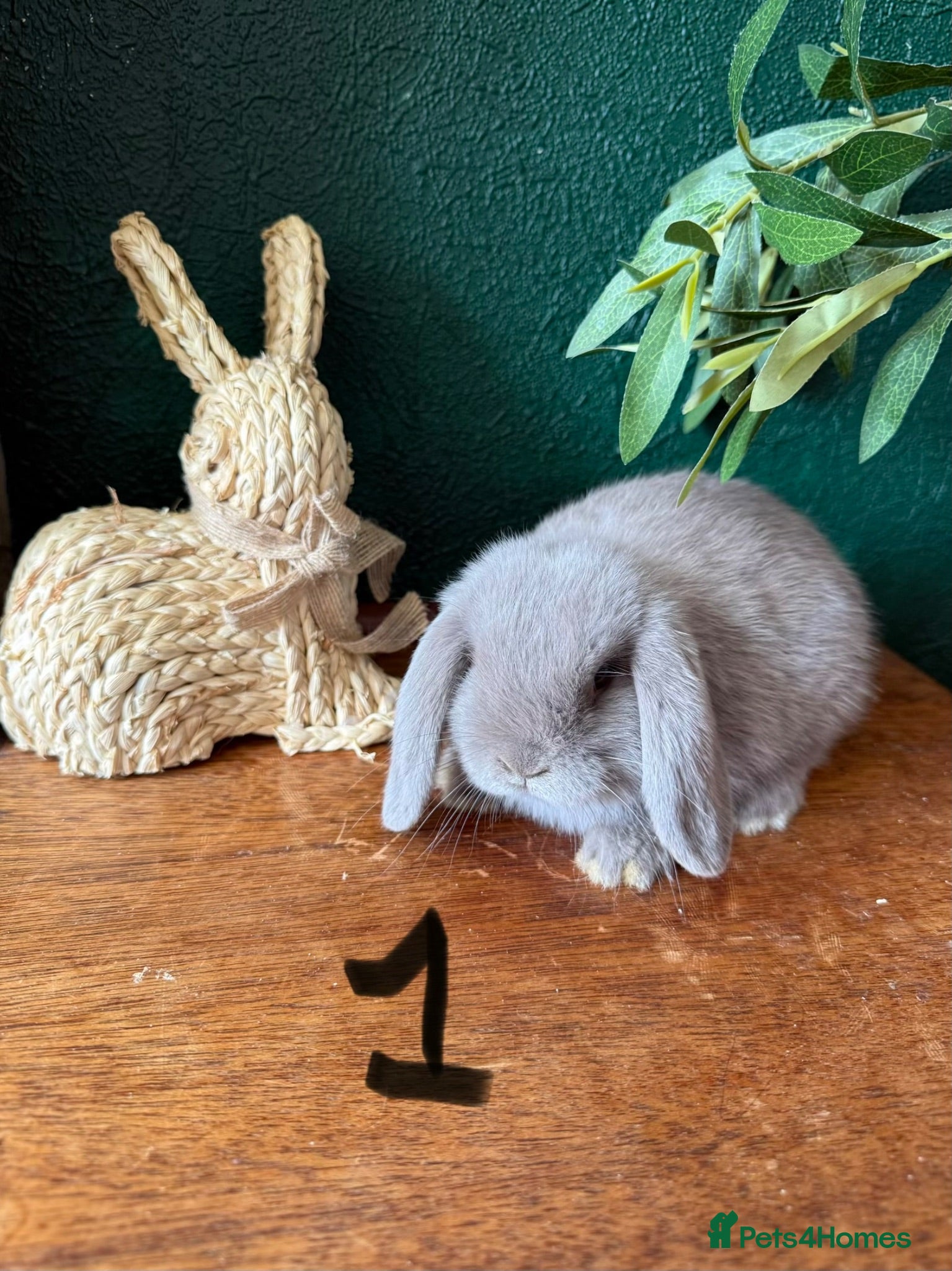 Mini Lop rabbits 2 Lilac Pure Mini Lops 🩶 Leave 11th July  - Advert 1