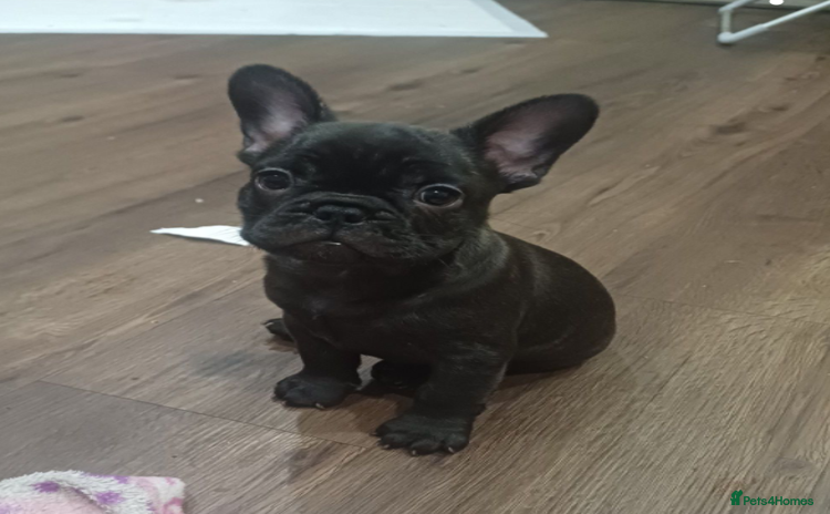 French Bulldog dogs - Advert 4