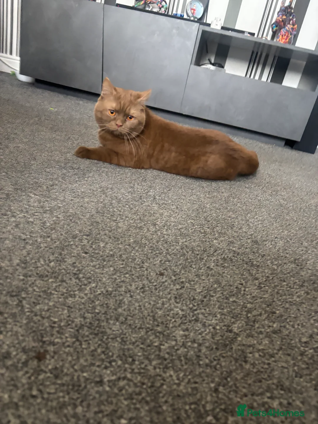 British Shorthair cats for stud: GCCF registered cinnamon British short haired  - Advert 3