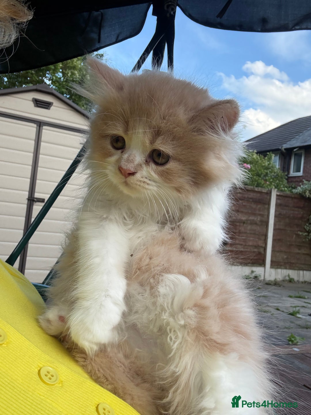 Persian cats for sale: Last stunning persian boy - Image 13