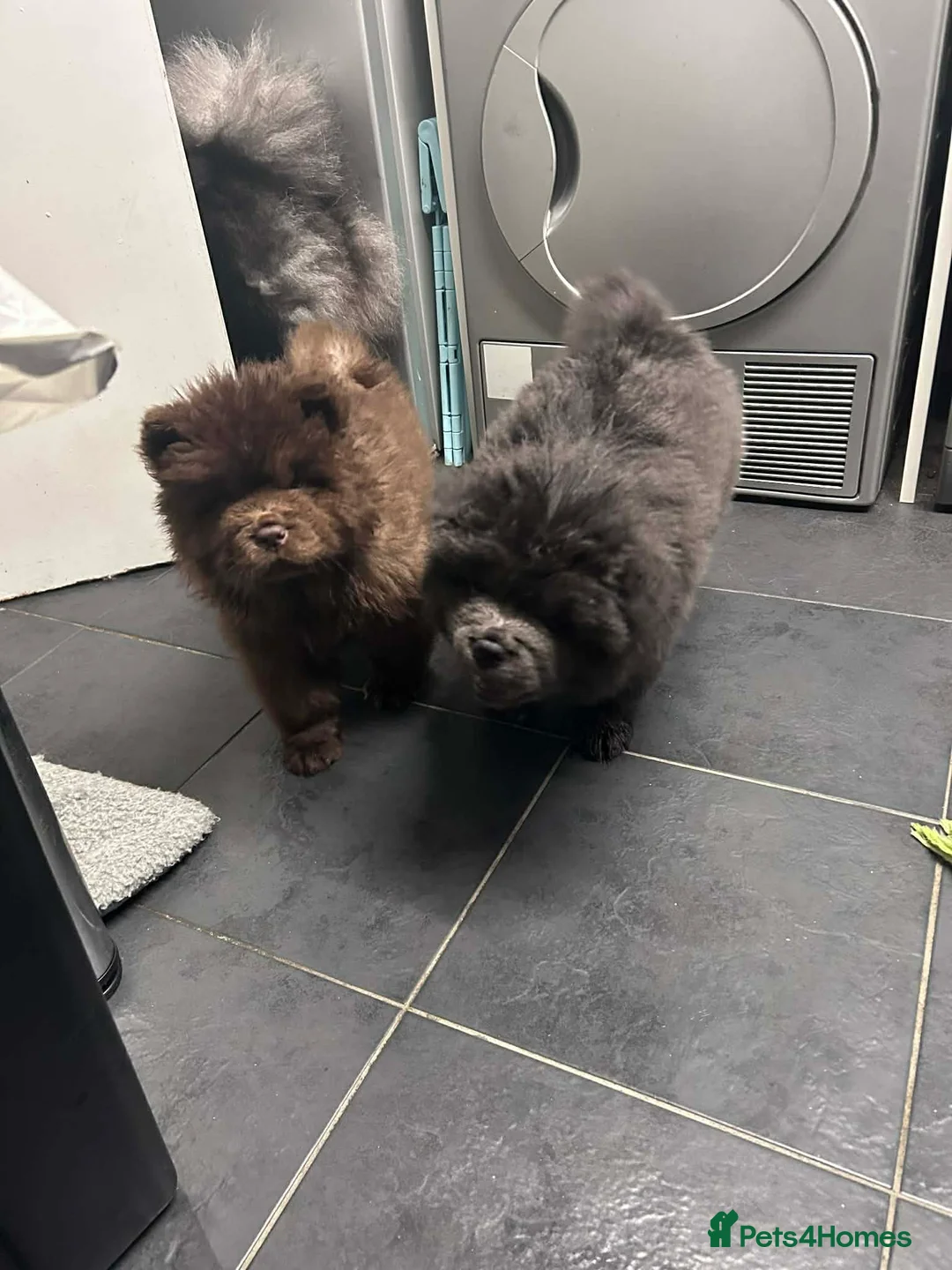Chow Chow dogs for sale: Rough Coat Chow Chow Puppies in Peterborough - Advert 22