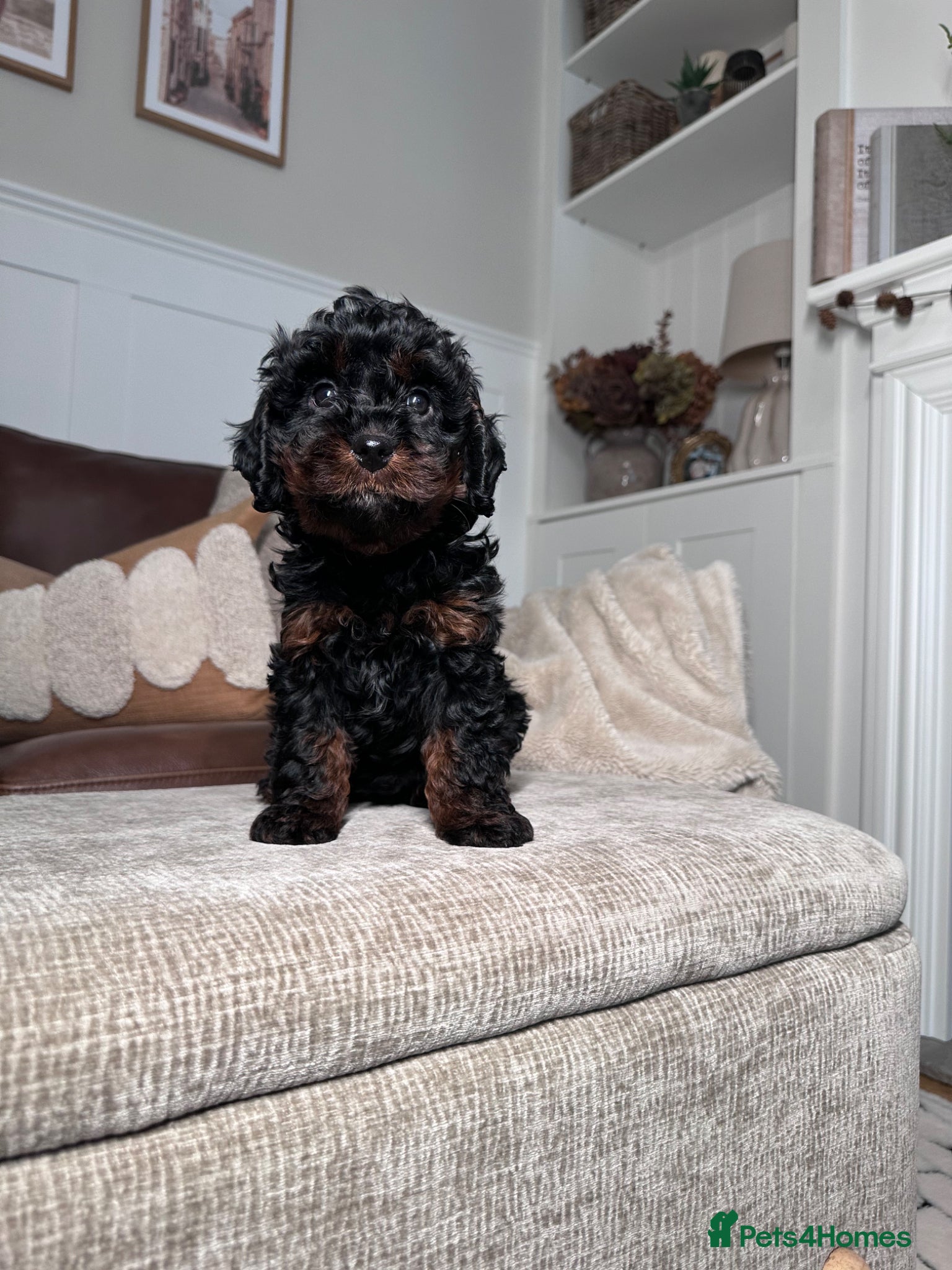 Cavapoo dogs Adorable Cavapoo puppies. Health tested Parent.  - Advert 2
