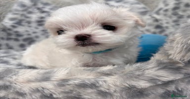 Maltese dogs - Advert 2