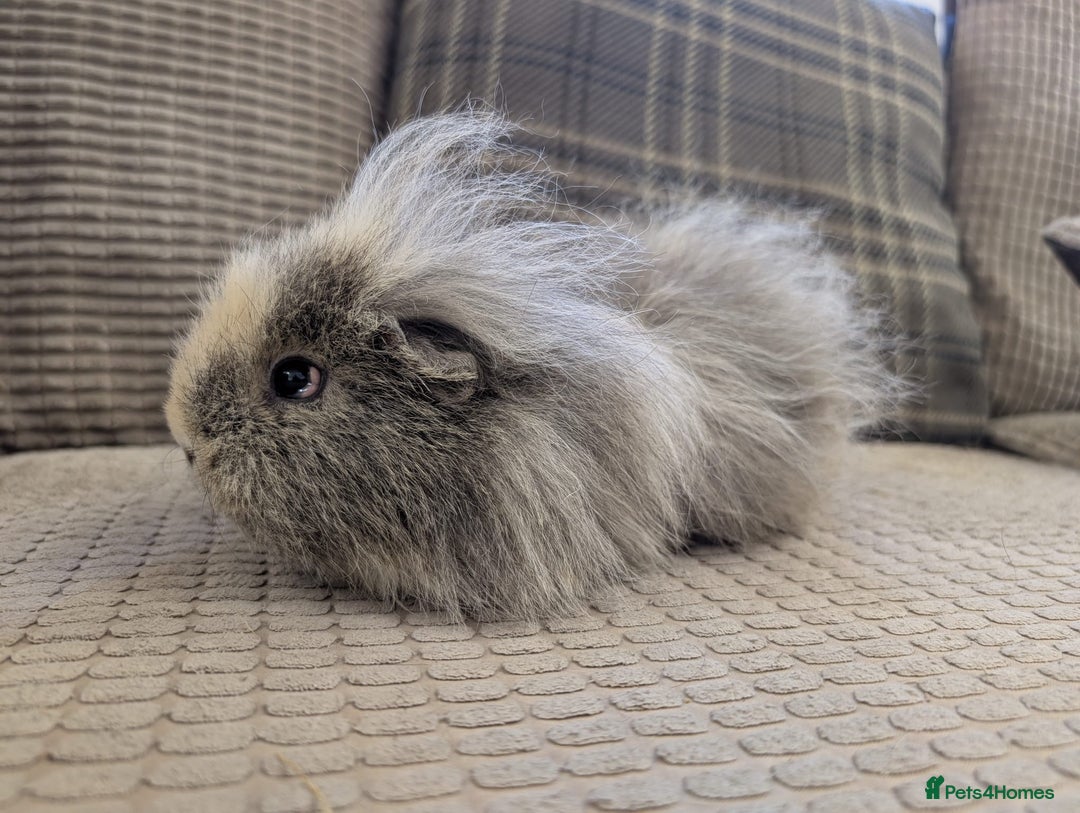 Guinea Pig rodents for sale: 4 female guinea pigs - Advert 10