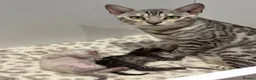 Bengal cats for sale: Pedigree Bengal kittens Snow Silver Charcoal - Advert 3