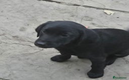 Labrador Retriever dogs for sale: 2 Amazing Black Labrador Girls - Image 1