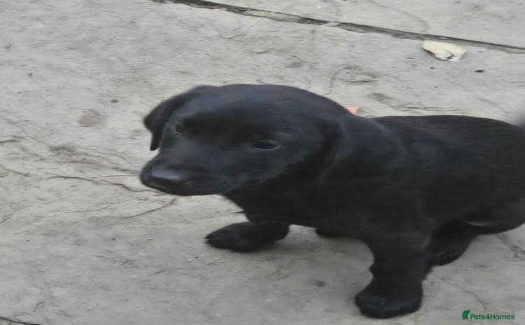 Labrador Retriever dogs - Advert 4