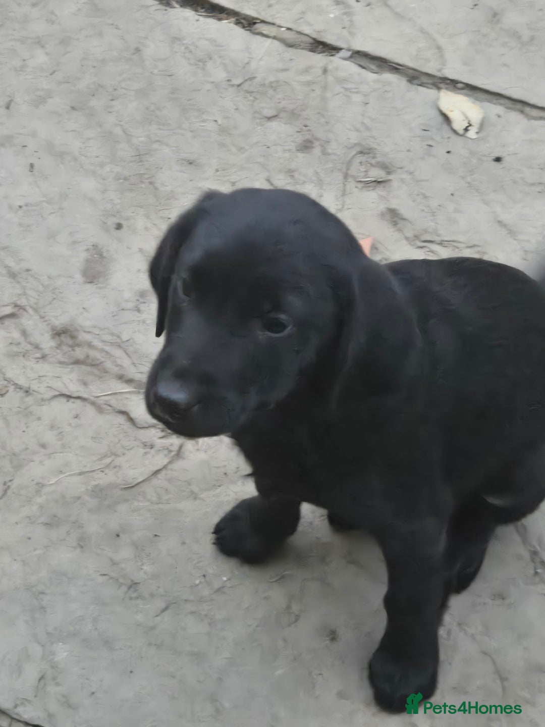 Labrador Retriever dogs for sale: 2 Amazing Black Labrador Girls - Image 1