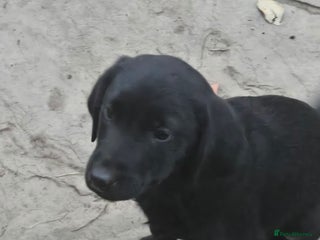 Labrador Retriever dogs - Advert 26