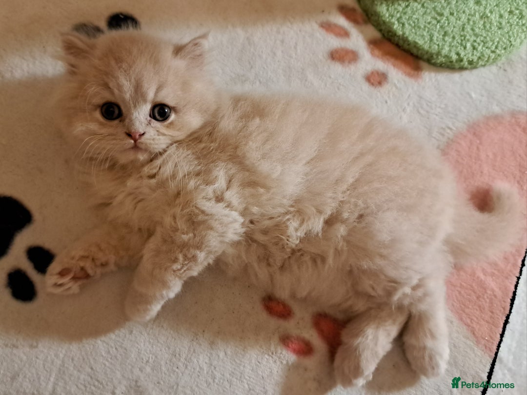 British Longhair cats for sale: Chunky BLH kitten.PET ONLY - Image 1