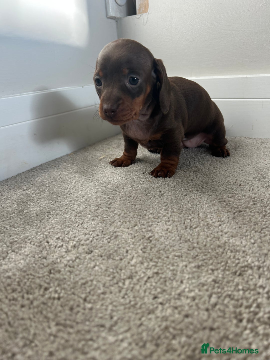 Miniature Dachshund dogs for sale: Miniature Dachshund babies  - Advert 8