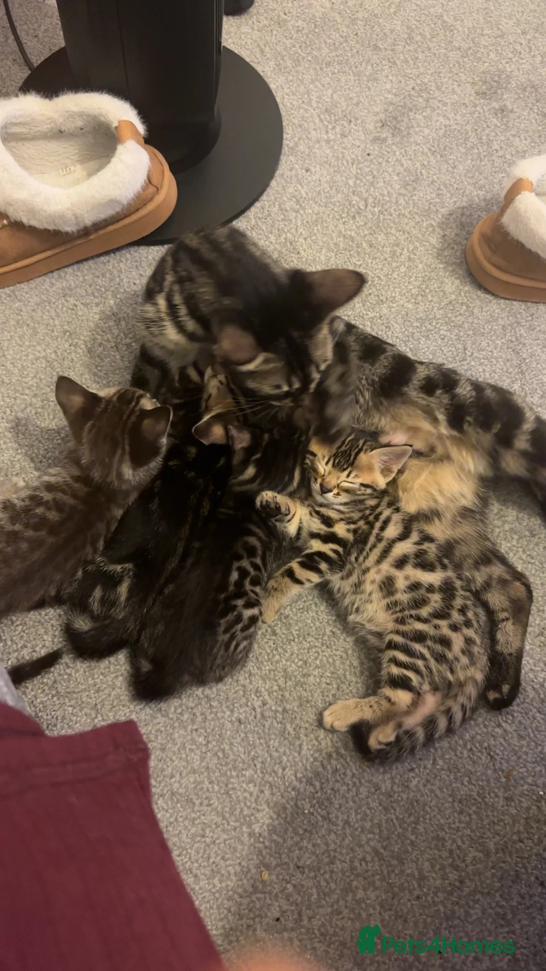 Bengal cats for sale: Bengal kittens in Brentford - Advert 4