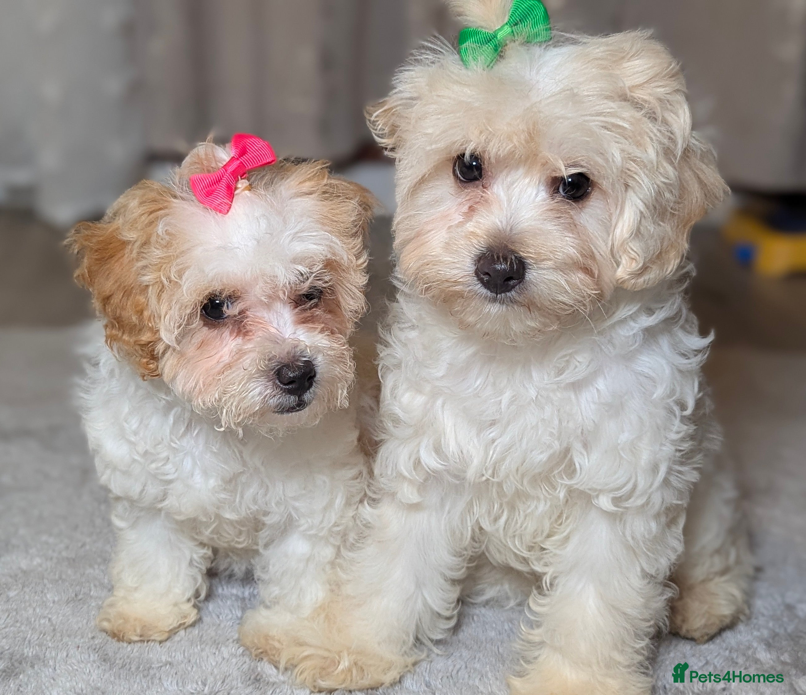 Maltipoo dogs Olivia M - Advert 2