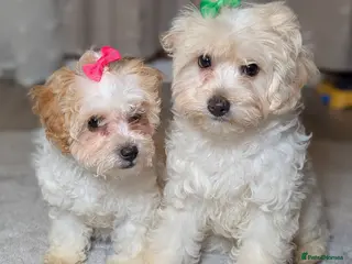 Maltipoo dogs Olivia M - Advert 2