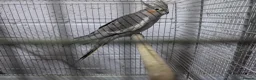 Cockatiels birds for sale:  Cockatiles  - Advert 4
